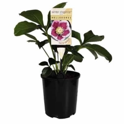 HELLEBORE BERRY SPLASH