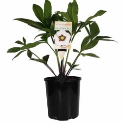 HELLEBORE WINTER RUBY