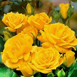 FRIESIA