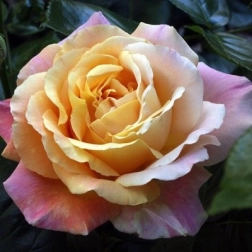 20044466_1.jpg