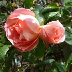 20044510_1.jpg