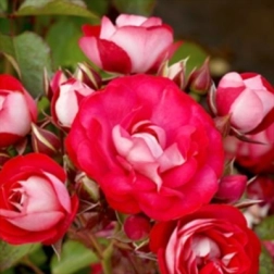 20045463_1.jpg