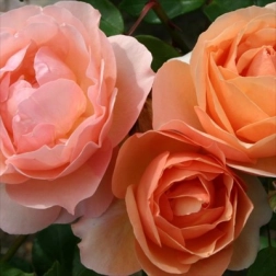 20045531_1.jpg