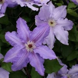 CLEMATIS X JACKMANII ALICE FISK