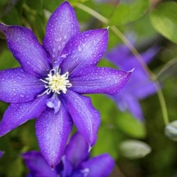 CLEMATIS X JACKMANII DANIEL DERONDA