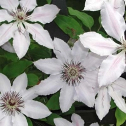 CLEMATIS X JACKMANII HENRYII
