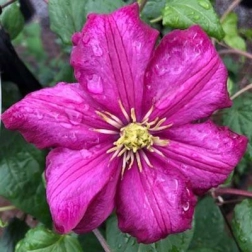 CLEMATIS X JACKMANII VILLE DE LYON