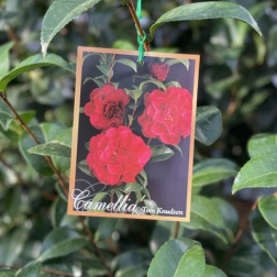 CAMELLIA TOM KNUDSEN 200MM