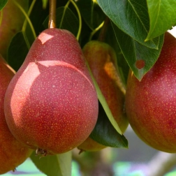 PEAR SENSATION DWARF BR