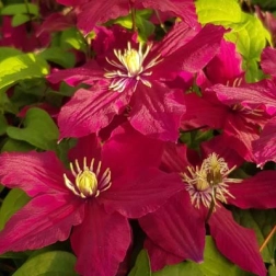 CLEMATIS X JACKMANII ALITA