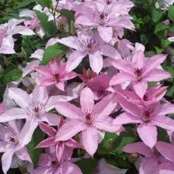 CLEMATIS X JACKMANII HAGLEY HYBRID