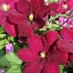 CLEMATIS X JACKMANII NIOBE