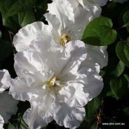 CLEMATIS X JACKMANII VERONICAS CHOICE
