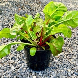 RAINBOW CHARD