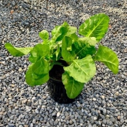 SILVERBEET 'FORDHOOK GIANT'
