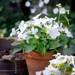 HYDRANGEA RUNAWAY BRIDE