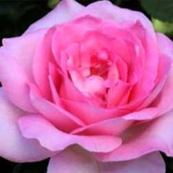 20099183_1.jpg