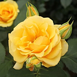 ALWAYS AND ANGEL 200MM