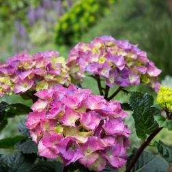 HYDRANGEA STORM CLOUD 200MM