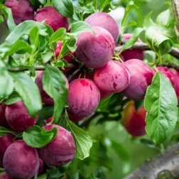 PLUM NARRABEEN BR