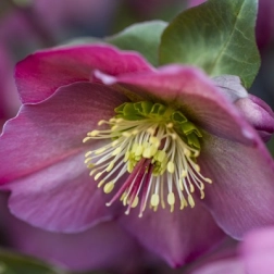 HELLEBORE ANNA'S RED