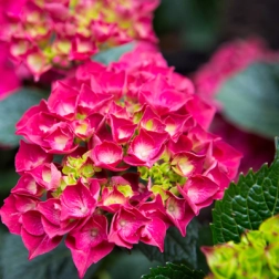 HYDRANGEA MAGICAL RUBYRED