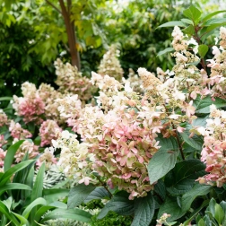 HYDRANGEA CANDLELIGHT 20CM