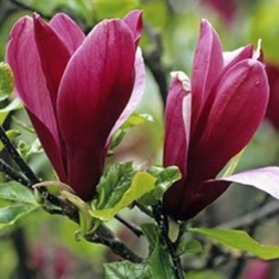 MAGNOLIA LILIIFLORA NIGRA