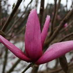 MAGNOLIA STAR WARS