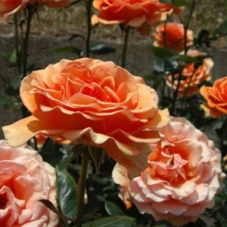 20043971_1.jpg