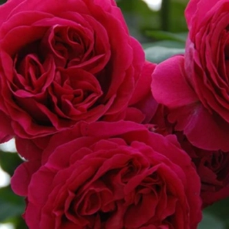 20044237_1.jpg