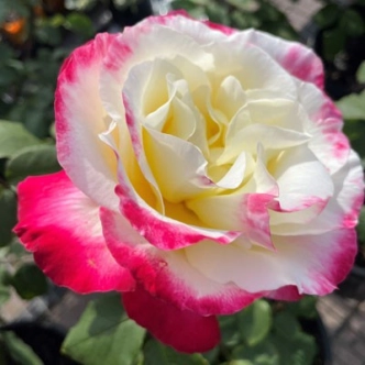20044350_1.jpg