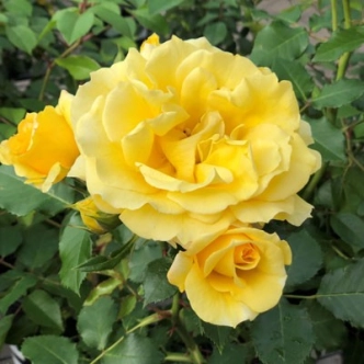 20044398_1.jpg