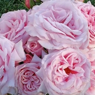 THE CHILDEN'S ROSE