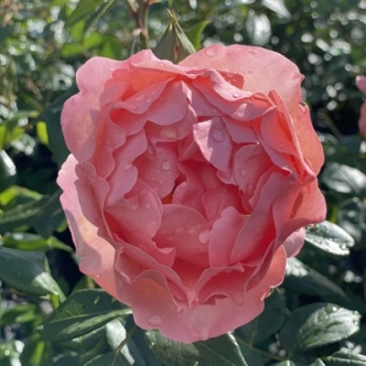 20045531_2.jpg