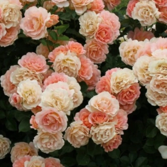 PEACH PROFUSION