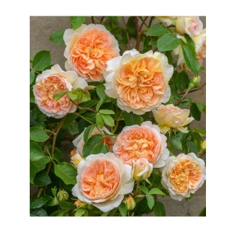 BATHSHEBA (CLIMBER)