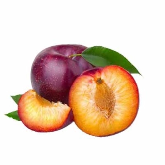 PLUM SANTA ROSA DWARF BR