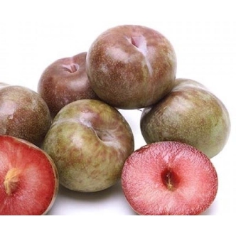 PLUM MARIPOSA BR