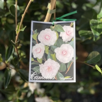 CAMELLIA MIGNONNE 200MM