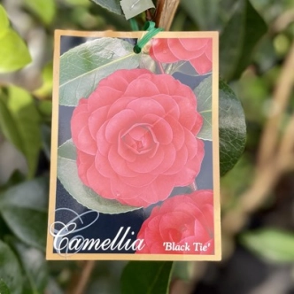 CAMELLIA BLACK TIE 200MM