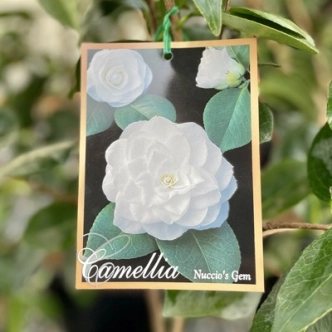 CAMELLIA NUCCIOS GEM 200MM