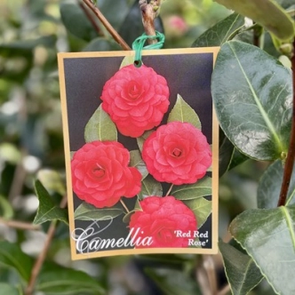 CAMELLIA RED RED ROSE 200MM