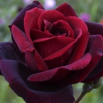 20091484_1.jpg