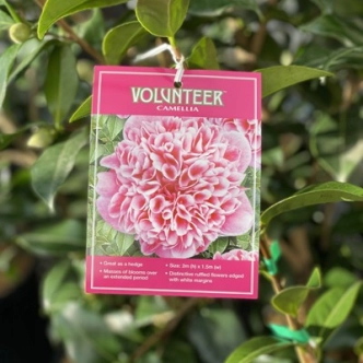 CAMELLIA VOLUNTEER