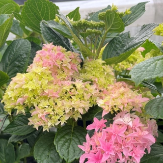 HYDRANGEA YOU AND ME PERFECTION