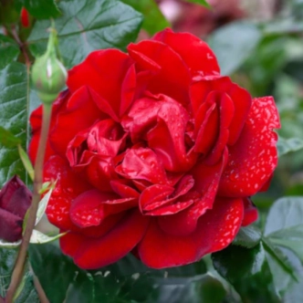 GALLIPOLI CENTENARY 200MM