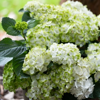 HYDRANGEA MACROPHYLLA MAGICAL PEARL 330MM