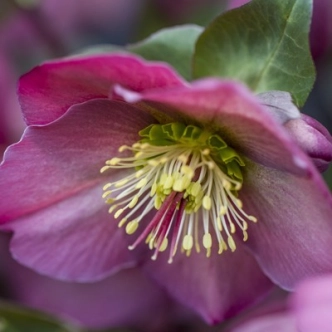 HELLEBORE ANNA'S RED