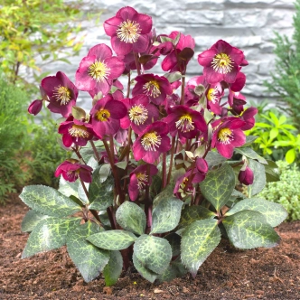HELLEBORE ANNA'S RED